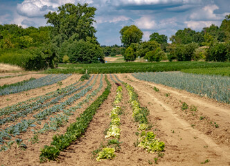 Fototapeta na wymiar Gemüseanbau auf dem Feld