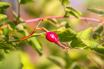 Autumn or summer nature background with rose hips branches in the sunset light. The rose hip or rosehip, also called rose haw