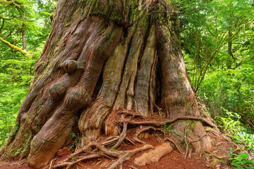 Ancient Western Red Cedar Tree (Thuja plicata) on Meares island along the Big Tree Trail, Clayoquot sound, Vancouver Island, British Columbia, Canada.