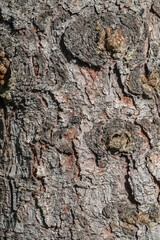 Bark texture and background of a old fir tree trunk. Detailed bark texture. Natural background