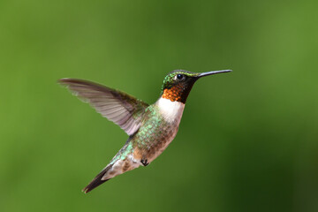 Close up of a male hummingbird in flight with wings spread