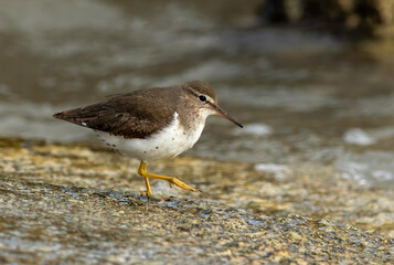 A spotted sandpiper walking along the concrete seawall feeding on small crustaceans