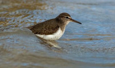 A spotted sandpiper wading in the ocean feeding 