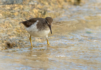 A spotted sandpiper wading in the ocean feeding 