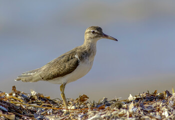A spotted sandpiper standing on washed ashore seaweed on the beach