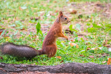 Naklejka na ściany i meble Autumn squirrel on green grass with fallen yellow leaves