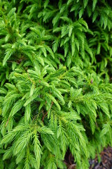 Cryptomeria japonica Koshyi. Common name is Koshyi Japanese Cedar.