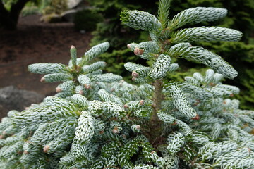 Abies koreana Ice Breaker is a dwarf conifer which will grow to only around a metre tall and wide,...