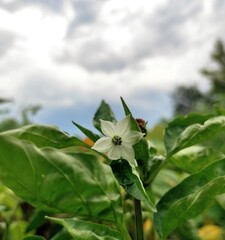 white pepper flower on sky background