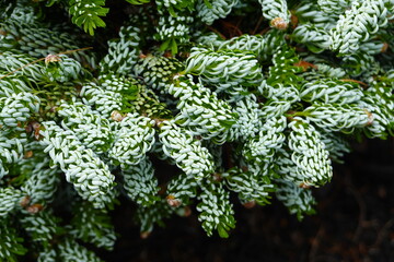 Fototapeta na wymiar Abies koreana Kohout's Ice Breaker is a slow-growing dwarf form of Korean fir displaying strongly twisted dark green needles with silvery undersides showing it's stomatal bloom in the spring.