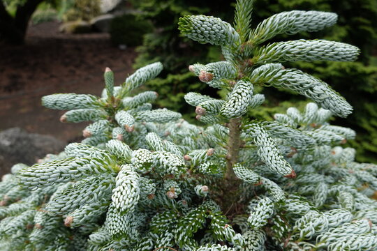 Abies koreana Ice Breaker is a dwarf conifer which will grow to only around a metre tall and wide, even after ten years.