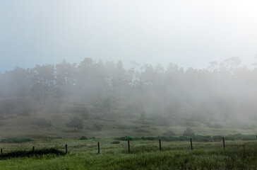 Foggy Coastal Morning