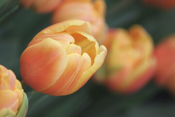Bold peach hues blend into pastel yellow petals as tulip flowers bloom clustered together in shaded spring botanical garden - Powered by Adobe
