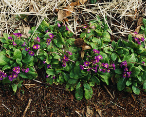Purple primrose garden border in the winter