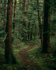 Trail through a dark green forest, mossy and overgrown