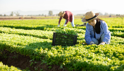Young asian female agricultural worker cutting fresh young leaves of green batavia lettuce on farm field. Harvest time.. - obrazy, fototapety, plakaty