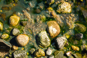 Ocean scum, algae and rock texture