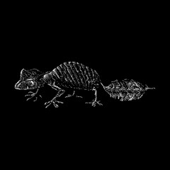 Leaf-Tailed Gecko hand drawing vector illustration isolated on black background
