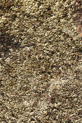 Light green and grey lichen texture