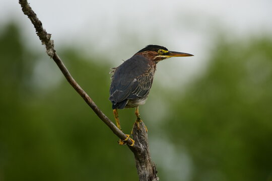 Green Heron bird perched in a tree along wetlands