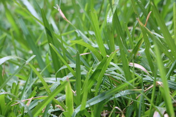 Fototapeta na wymiar green grass with rain drops