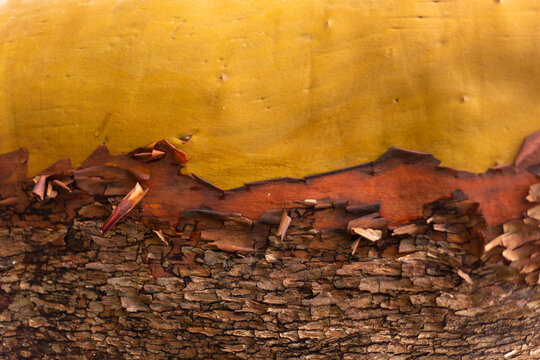 Arbutus tree trunk bark texture