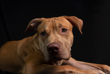 Portrait of a caramel-colored pit bull dog against black background.