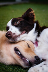 Filhotes de cachorros das raças border collie e golden retriever descansando sobre grama sintética.