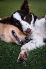 Filhotes de cachorros das raças border collie e golden retriever descansando sobre grama...