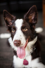 Filhote de cachorro da raça border collie com a língua para fora.