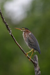 Green Heron bird perched in a tree along wetlands