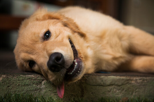 Filhote de cachorro da raça Golden Retriever deitado no chão com a língua para fora.