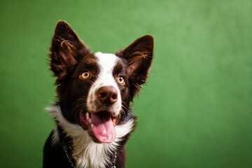 Filhote de cachorro da raça border collie sentado com a língua para fora, num fundo verde.