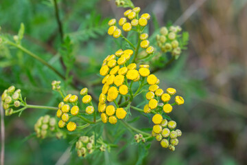 tansy, bitter buttons, cow bitter yellow flowers closeup selective focus