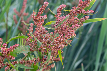 Rumex hydrolapathum, great water dock flowers closeup selective focus