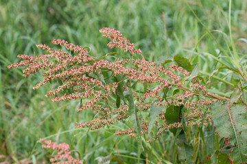 Rumex hydrolapathum, great water dock flowers closeup selective focus