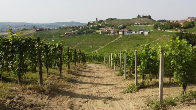 Vineyard Agriculture in Barbaresco, Monferrato Piedmont, Wine Production