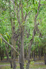 trees in the forest