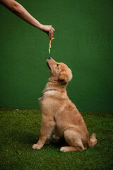 Mão de tutor oferecendo recompensa para filhote de cachorro da raça golden retriever, que  está sendo adestrado para o comando de sentar, sentado em grama sintética, num fundo verde.