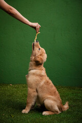 Mão de tutor oferecendo recompensa para filhote de cachorro da raça golden retriever, que  está sendo adestrado para o comando de sentar, sentado em grama sintética, num fundo verde.