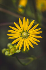 yellow flower in the garden