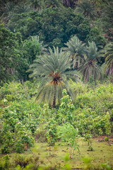 Palm tree