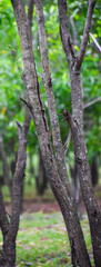 tree in the forest
