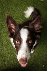 Filhote de cachorro da raça border collie sentado na grama, com a língua para fora, olhando para cima.