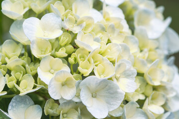 Bunch cute lovely romantic light yellow green hydrangea flowers macro