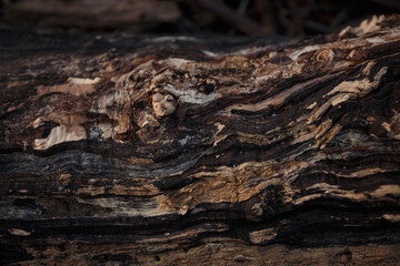Fototapeta na wymiar bark of a tree