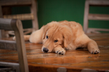 Filhote de cachorro da raça Golden Retriever deitado em cima de uma mesa de madeira.