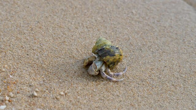 Hermit crab on tropical island with sea wave. Feeler on sand beach. Animals in wild. Scenic summer in tropic. Shell mobile safety home. Cancer hermit crawl. Protective mobility in marine environments