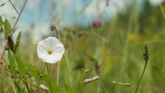 Close up red clover, Field bindweed in the field