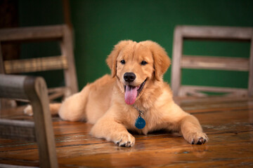 Filhote de cachorro da raça Golden Retriever deitado em cima de uma mesa de madeira. © Chico